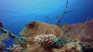 Sualtı arka planı. Tropik sualtı balığı. Su altı balık resifi denizcisi. Su altı deniz balığı. Mercan bahçesi deniz manzarası. Resif mercan sahnesi.