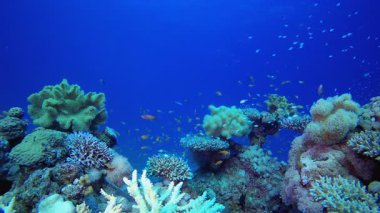Su altı Ambience. Tropik sualtı balığı. Su altı balık resifi denizcisi. Su altı deniz balığı. Mercan bahçesi deniz manzarası. Resif mercan sahnesi.