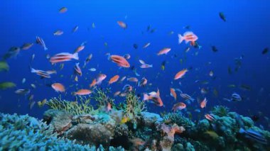 Su altı Ambience. Tropik sualtı balığı. Su altı balık resifi denizcisi. Su altı deniz balığı. Mercan bahçesi deniz manzarası. Resif mercan sahnesi.