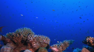 Suyun altında. Tropik sualtı balığı. Su altı balık resifi denizcisi. Su altı deniz balığı. Mercan bahçesi deniz manzarası. Resif mercan sahnesi.