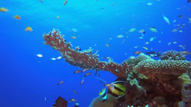 Deniz altı enerjisi. Tropik sualtı balığı. Su altı balık resifi denizcisi. Su altı deniz balığı. Mercan bahçesi deniz manzarası. Resif mercan sahnesi.