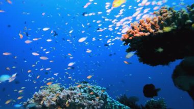 Deniz altı sahnesi. Tropik sualtı balığı. Su altı balık resifi denizcisi. Su altı deniz balığı. Mercan bahçesi deniz manzarası. Resif mercan sahnesi.