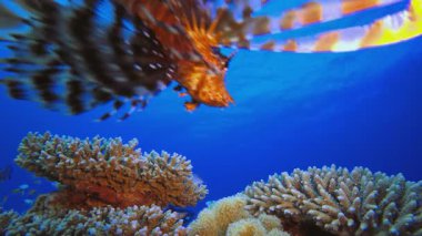Denizaltı Aslan Balığı. Tropik sualtı balığı. Su altı balık resifi denizcisi. Su altı deniz balığı. Mercan bahçesi deniz manzarası. Resif mercan sahnesi.