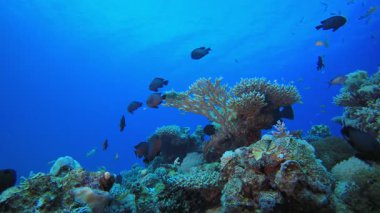 Denizaltı Bahçe Deniz Burnu. Tropik sualtı balığı. Su altı balık resifi denizcisi. Su altı deniz balığı. Mercan bahçesi deniz manzarası. Resif mercan sahnesi.