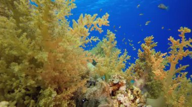 Tropik Sarı Mercanlar. Tropik sualtı balığı. Su altı balık resifi denizcisi. Su altı deniz balığı. Mercan bahçesi deniz manzarası. Resif mercan sahnesi.