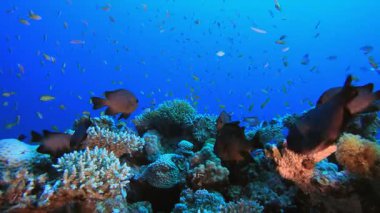 Tropik canlı balık. Tropik sualtı balığı. Su altı balık resifi denizcisi. Su altı deniz balığı. Mercan bahçesi deniz manzarası. Resif mercan sahnesi.