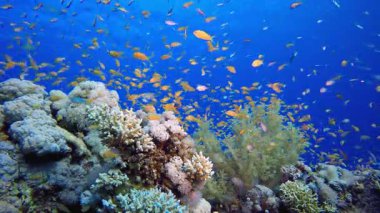 Tropik Su altı Resifi. Tropik sualtı balığı. Su altı balık resifi denizcisi. Su altı deniz balığı. Mercan bahçesi deniz manzarası. Resif mercan sahnesi.