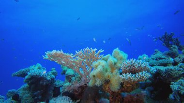 Tropik Sualtı Renkli Manzarası. Tropik sualtı balığı. Su altı balık resifi denizcisi. Su altı deniz balığı. Mercan bahçesi deniz manzarası. Resif mercan sahnesi.