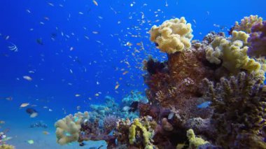 Tropik Su altı Renkli Resifi. Tropik sualtı balığı. Su altı balık resifi denizcisi. Su altı deniz balığı. Mercan bahçesi deniz manzarası. Resif mercan sahnesi.