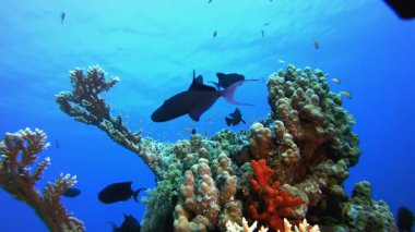 Tropik Sualtı Ambiyansı. Tropik sualtı balığı. Su altı balık resifi denizcisi. Su altı deniz balığı. Mercan bahçesi deniz manzarası. Resif mercan sahnesi.