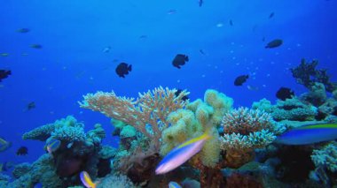 Tropikal Deniz Burnu Su Altında Yaşam. Tropik sualtı balığı. Su altı balık resifi denizcisi. Su altı deniz balığı. Mercan bahçesi deniz manzarası. Resif mercan sahnesi.