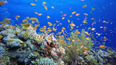 Tropikal Deniz Burnu Renkli Balık. Tropik sualtı balığı. Su altı balık resifi denizcisi. Su altı deniz balığı. Mercan bahçesi deniz manzarası. Resif mercan sahnesi.