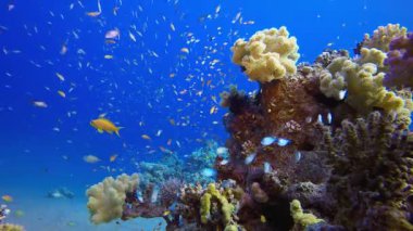 Tropikal Deniz Burnu. Tropik sualtı balığı. Su altı balık resifi denizcisi. Su altı deniz balığı. Mercan bahçesi deniz manzarası. Resif mercan sahnesi.
