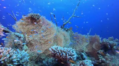 Tropikal Deniz Burnu. Tropik sualtı balığı. Su altı balık resifi denizcisi. Su altı deniz balığı. Mercan bahçesi deniz manzarası. Resif mercan sahnesi.