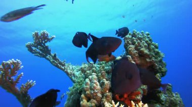 Tropik Deniz Piyadesi. Tropik sualtı balığı. Su altı balık resifi denizcisi. Su altı deniz balığı. Mercan bahçesi deniz manzarası. Resif mercan sahnesi.
