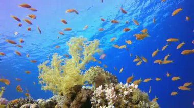 Tropikal Deniz Hayatı. Tropik sualtı balığı. Su altı balık resifi denizcisi. Su altı deniz balığı. Mercan bahçesi deniz manzarası. Resif mercan sahnesi.