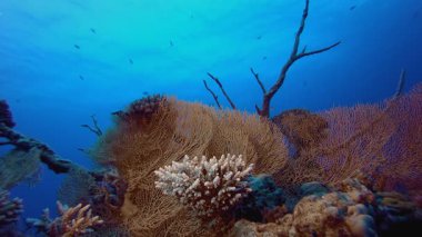 Tropik Deniz Bahçesi. Tropik sualtı balığı. Su altı balık resifi denizcisi. Su altı deniz balığı. Mercan bahçesi deniz manzarası. Resif mercan sahnesi.