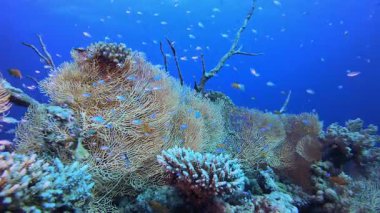 Tropik Resif Manzarası. Tropik sualtı balığı. Su altı balık resifi denizcisi. Su altı deniz balığı. Mercan bahçesi deniz manzarası. Resif mercan sahnesi.
