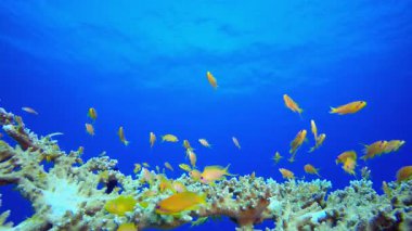 Tropik resif sualtı. Tropik sualtı balığı. Su altı balık resifi denizcisi. Su altı deniz balığı. Mercan bahçesi deniz manzarası. Resif mercan sahnesi.