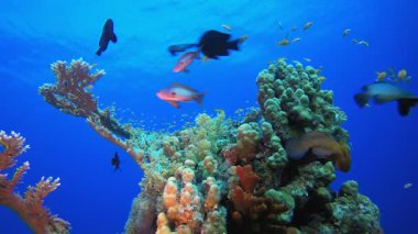 Tropik resif deniz manzarası. Tropik sualtı balığı. Su altı balık resifi denizcisi. Su altı deniz balığı. Mercan bahçesi deniz manzarası. Resif mercan sahnesi.
