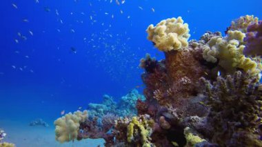 Tropikal Resif Ambience. Tropik sualtı balığı. Su altı balık resifi denizcisi. Su altı deniz balığı. Mercan bahçesi deniz manzarası. Resif mercan sahnesi.