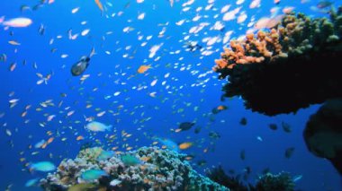 Tropik resif. Tropik sualtı balığı. Su altı balık resifi denizcisi. Su altı deniz balığı. Mercan bahçesi deniz manzarası. Resif mercan sahnesi.