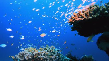 Tropik Deniz Resifi. Tropik sualtı balığı. Su altı balık resifi denizcisi. Su altı deniz balığı. Mercan bahçesi deniz manzarası. Resif mercan sahnesi.