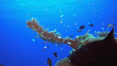 Tropikal Yaşam Denizi. Tropik sualtı balığı. Su altı balık resifi denizcisi. Su altı deniz balığı. Mercan bahçesi deniz manzarası. Resif mercan sahnesi.