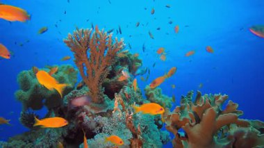Tropik Balık Resifi. Tropik sualtı balığı. Su altı balık resifi denizcisi. Su altı deniz balığı. Mercan bahçesi deniz manzarası. Resif mercan sahnesi.