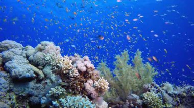 Tropik Balık Mercan Resifi. Tropik sualtı balığı. Su altı balık resifi denizcisi. Su altı deniz balığı. Mercan bahçesi deniz manzarası. Resif mercan sahnesi.