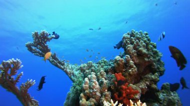 Tropik Balık Mavi Su. Tropik sualtı balığı. Su altı balık resifi denizcisi. Su altı deniz balığı. Mercan bahçesi deniz manzarası. Resif mercan sahnesi.