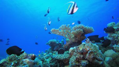 Tropikal Mercan Resifi. Tropik sualtı balığı. Su altı balık resifi denizcisi. Su altı deniz balığı. Mercan bahçesi deniz manzarası. Resif mercan sahnesi.