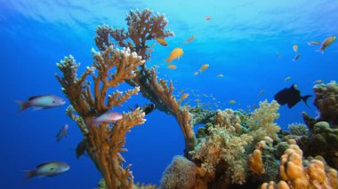 Tropikal Mercan Resifleri. Tropik sualtı balığı. Su altı balık resifi denizcisi. Su altı deniz balığı. Mercan bahçesi deniz manzarası. Resif mercan sahnesi.