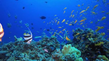 Tropikal Mercan Kayalıkları Deniz Burnu. Tropik sualtı balığı. Su altı balık resifi denizcisi. Su altı deniz balığı. Mercan bahçesi deniz manzarası. Resif mercan sahnesi.
