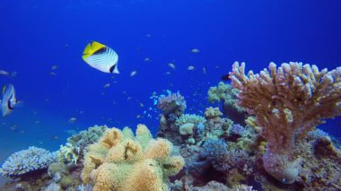 Tropik Mercan Bahçesi. Tropik sualtı balığı. Su altı balık resifi denizcisi. Su altı deniz balığı. Mercan bahçesi deniz manzarası. Resif mercan sahnesi.
