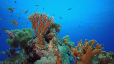 Tropik Renkli Resifler. Su altı renkli deniz balıkları. Tropik resif denizcisi. Mercanlar tropikal yaşam. Mercan bahçesi deniz manzarası. Mavi su arkaplanı.