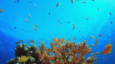 Tropikal Renkli Balıklar. Suyun altında renkli deniz balıkları. Tropik resif denizcisi. Mercanlar tropikal yaşam. Mercan bahçesi deniz manzarası. Mavi su arkaplanı.