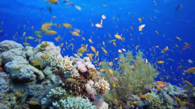 Tropikal Renkli Balıklar. Suyun altında renkli deniz balıkları. Tropik resif denizcisi. Mercanlar tropikal yaşam. Mercan bahçesi deniz manzarası. Mavi su arkaplanı.