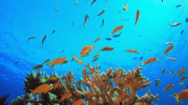 Tropik arka plan deniz manzarası. Su altı renkli deniz balığı. Tropik resif denizcisi. Mercanlar tropikal yaşam. Mercan bahçesi deniz manzarası. Mavi su arkaplanı.