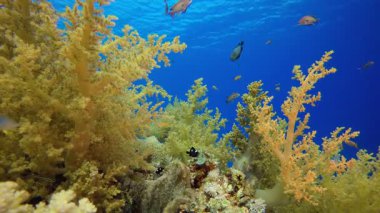 Yumuşak Mercan Resifi. Su altı renkli deniz balığı. Tropik resif denizcisi. Mercanlar tropikal yaşam. Mercan bahçesi deniz manzarası. Mavi su arkaplanı.