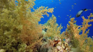 Yumuşak Mercan Bahçesi. Su altı renkli deniz balığı. Tropik resif denizcisi. Mercanlar tropikal yaşam. Mercan bahçesi deniz manzarası. Mavi su arkaplanı.