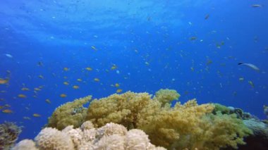Yumuşak Mercan Kayalıkları. Su altı renkli deniz balıkları. Tropik resif denizcisi. Mercanlar tropikal yaşam. Mercan bahçesi deniz manzarası. Mavi su arkaplanı.