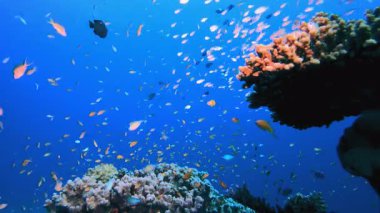 Deniz Dünyası. Suyun altında renkli deniz balıkları. Tropik resif denizcisi. Mercanlar tropikal yaşam. Mercan bahçesi deniz manzarası. Mavi su arkaplanı.