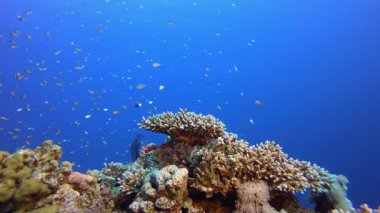 Deniz suyu mercan kayalıkları. Su altı renkli deniz balıkları. Tropik resif denizcisi. Mercanlar tropikal yaşam. Mercan bahçesi deniz manzarası. Mavi su arkaplanı.