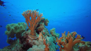 Deniz suyu mercan bahçesi. Su altı renkli deniz balığı. Tropik resif denizcisi. Mercanlar tropikal yaşam. Mercan bahçesi deniz manzarası. Mavi su arkaplanı.