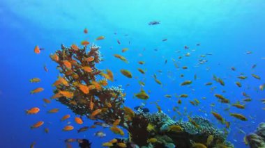 Deniz suyu renkli balıklar. Su altı renkli deniz balıkları. Tropik resif denizcisi. Mercanlar tropikal yaşam. Mercan bahçesi deniz manzarası. Mavi su arkaplanı.