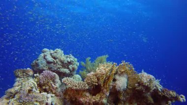 Deniz suyu arka planı. Su altı renkli deniz balığı. Tropik resif denizcisi. Mercanlar tropikal yaşam. Mercan bahçesi deniz manzarası. Mavi su arkaplanı.