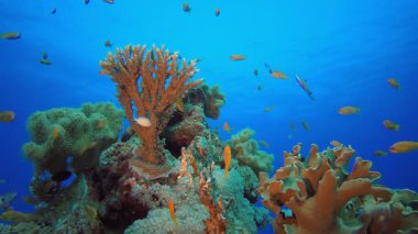 Deniz Tropikal Hayatı. Su altı renkli deniz balığı. Tropik resif denizcisi. Mercanlar tropikal yaşam. Mercan bahçesi deniz manzarası. Mavi su arkaplanı.