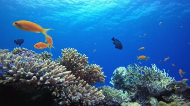 Deniz Resifi. Su altı renkli deniz balığı. Tropik resif denizcisi. Mercanlar tropikal yaşam. Mercan bahçesi deniz manzarası. Mavi su arkaplanı.