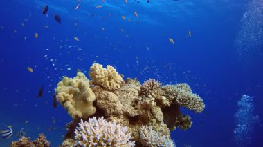 Deniz Mercan Tropikal Resifi. Su altı renkli deniz balığı. Tropik resif denizcisi. Mercanlar tropikal yaşam. Mercan bahçesi deniz manzarası. Mavi su arkaplanı.